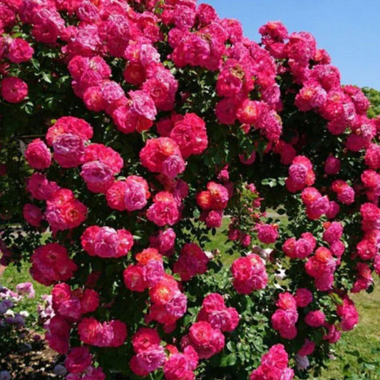 🌹 Elegant Climbing Rose Flower Seeds – Transform Your Garden into a Floral Paradise