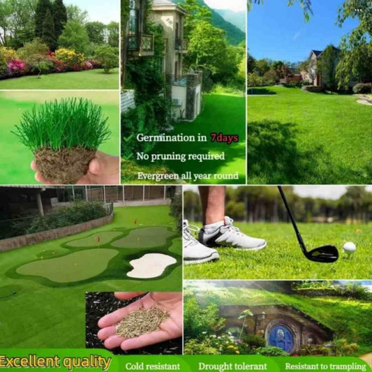 🌿 Hybrid Grass Seeds – Perfect for Your Beautiful Home Garden (Pack of 100 Seeds)