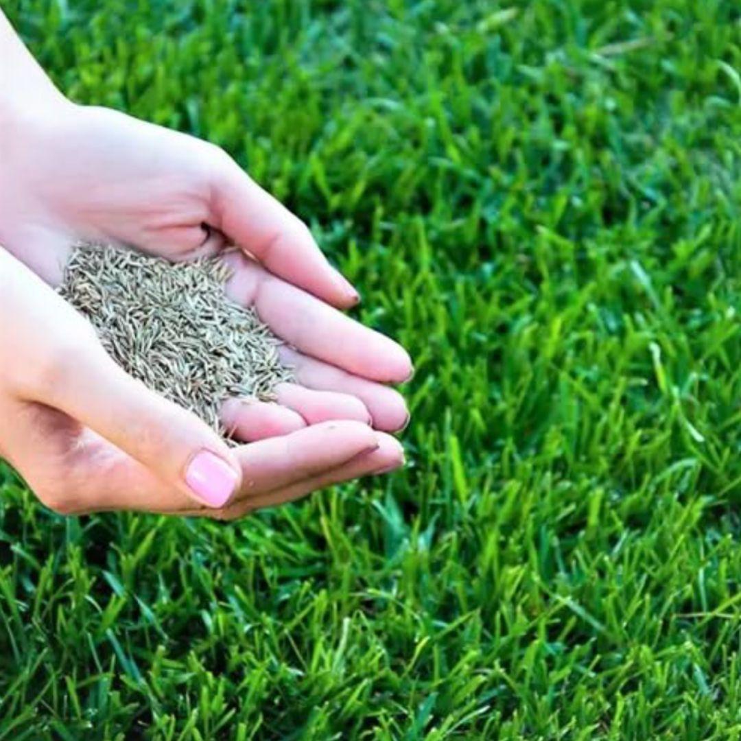 🌿 Hybrid Grass Seeds – Perfect for Your Beautiful Home Garden (Pack of 100 Seeds)