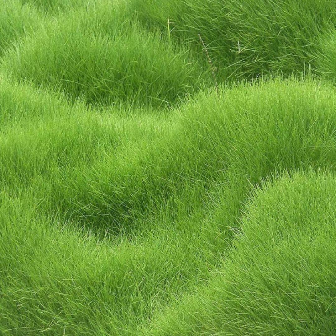 🌿 Hybrid Grass Seeds – Perfect for Your Beautiful Home Garden (Pack of 100 Seeds)